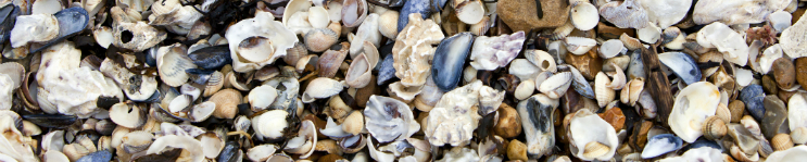 finding shells sharks teeth sea glass on topsail island
